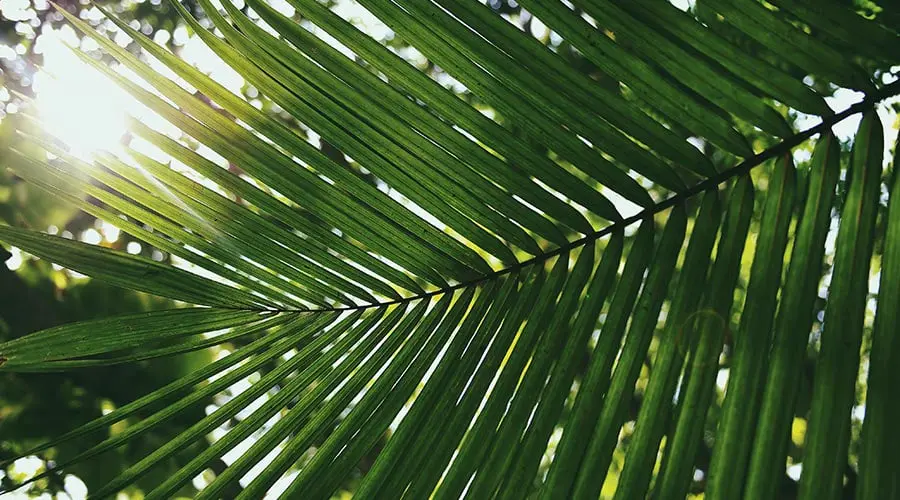 King Palm 10